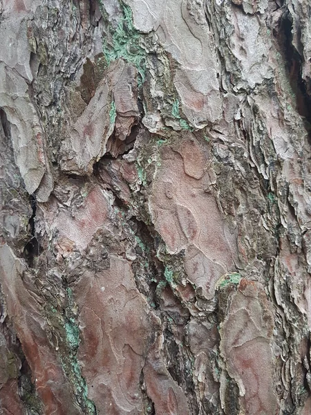 Tiro Vertical Uma Árvore Molhada Casca Textura — Fotografia de Stock
