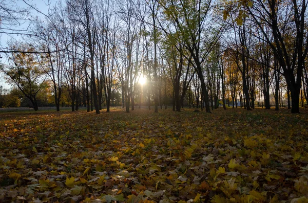 Beautiful View Trees Autumn Leaves Ground Sunrise — Stock Photo, Image