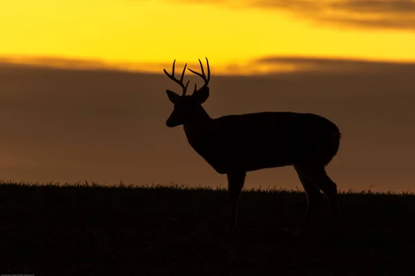 夕暮れ時の野原に鹿の角のある美しいシルエット — ストック写真