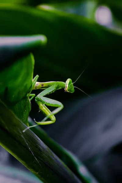 Closeup Shot Green Praying Mantis Leaf Surface Blurred Background — Φωτογραφία Αρχείου