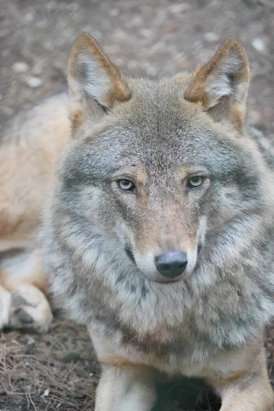 苏格兰金丝西金丝格高地野生动物公园一只欧洲灰狼的垂直肖像 — 图库照片