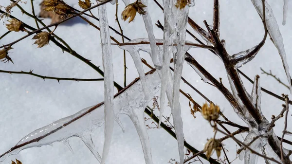 Eine Nahaufnahme Von Getrockneten Zweigen Die Mit Frost Bedeckt Sind — Stockfoto