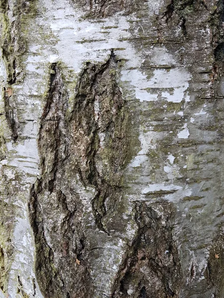 Вертикальный Снимок Текстуры Коры Дерева — стоковое фото