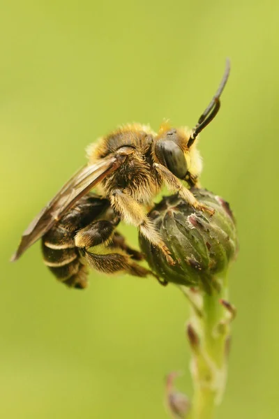 Close Male Yellow Loosestrife Bee Macropis Europaea Green Closed Flower — Stock Photo, Image