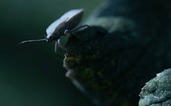 Yaprağın Üzerindeki Bir Böceğin Yakın Çekimi — Stok fotoğraf