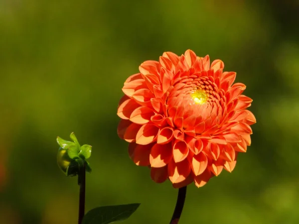 Close Shot Orange Dahlia Flower — 스톡 사진