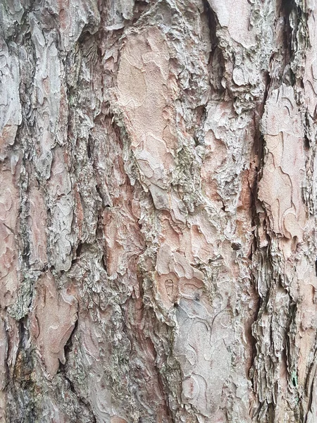 Pionowy Strzał Mokrej Kory Drzewa Tekstury — Zdjęcie stockowe