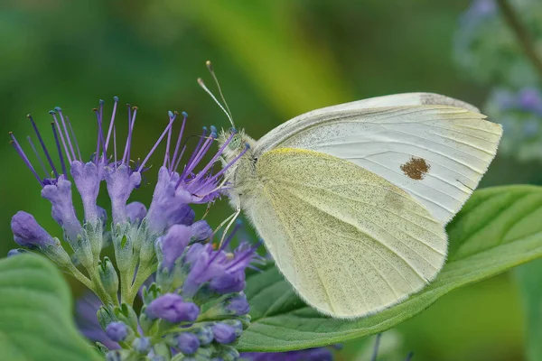 Close Branco Repolho Pieris Rapae Com Asas Fechadas Bebendo Néctar — Fotografia de Stock