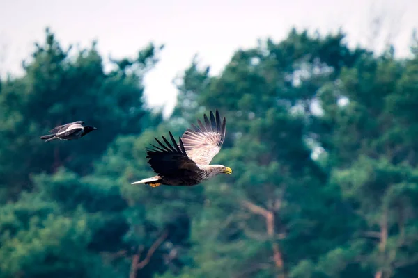 Лисий Орел Щіпка Літають Деревами Задньому Плані — стокове фото