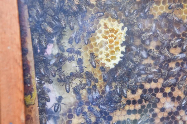 Zbliżenie Grupy Pszczół Plastrze Miodu Widzianych Szybą Wybiórcze Skupienie Koncepcja — Zdjęcie stockowe