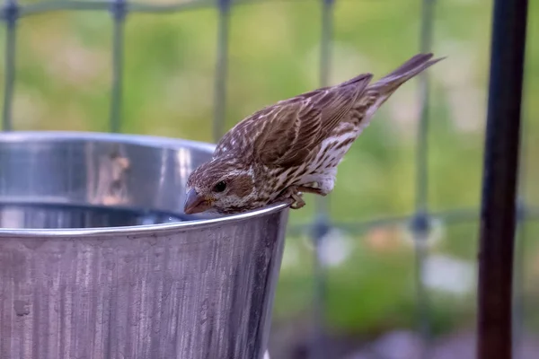 Gros Plan Oiseau Moineau Buvant Eau Seau — Photo