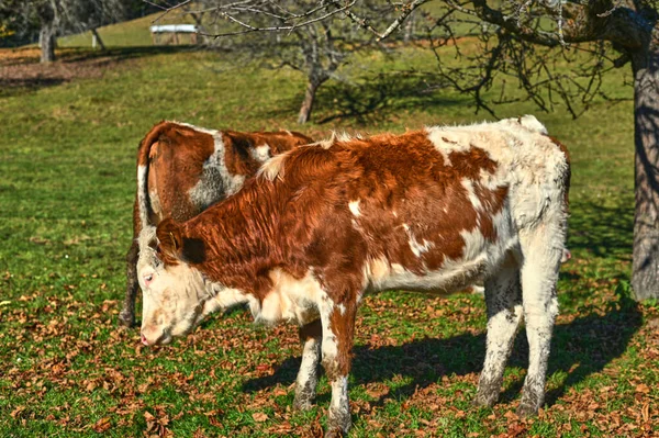 两只奶牛在牧场上吃草 — 图库照片