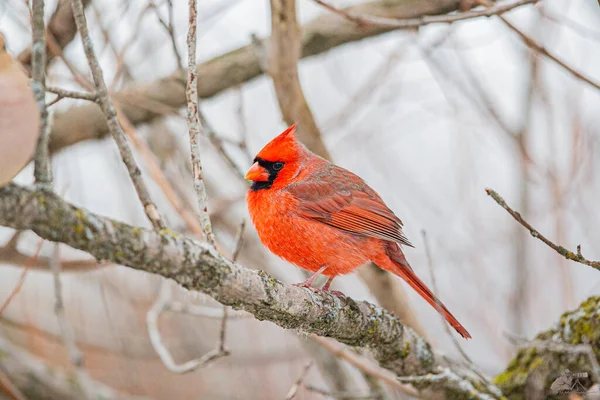 Gros Plan Cardinal Nord Sur Une Branche Arbre Dans Une — Photo