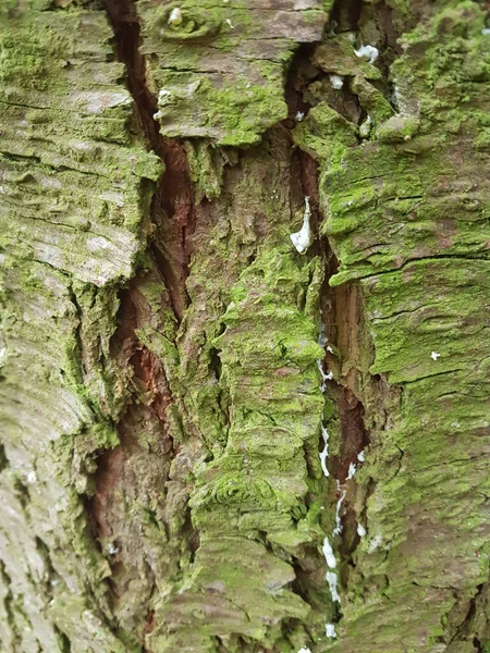 Vertical Shot Tree Bark Texture Green Moss — Stock Photo, Image