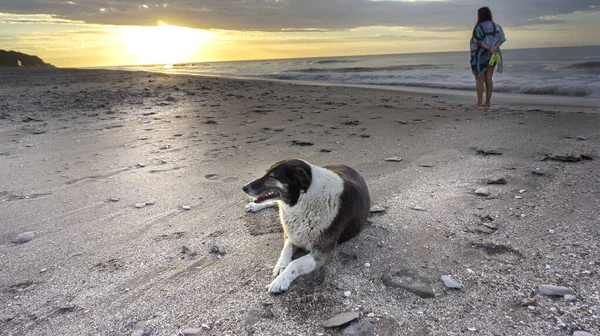 Arkasından Tanınmayan Bir Kadın Köpeğiyle Yalnız Bir Sahilde Güneşin Doğuşunu — Stok fotoğraf