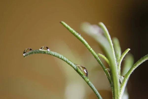 Makro Fotografia Liści Rozmarynu Kroplami Wody — Zdjęcie stockowe