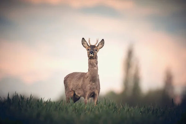 사슴의 아름다운 — 스톡 사진