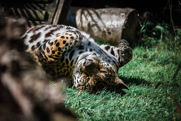 Una Hermosa Toma Guepardo Una Jaula Zoológico — Foto de Stock