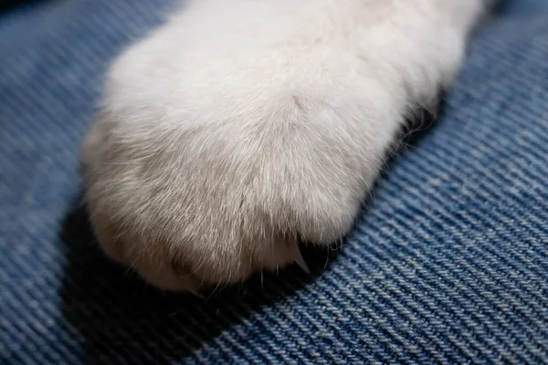 Eine Nahaufnahme Einer Niedlichen Katze — Stockfoto