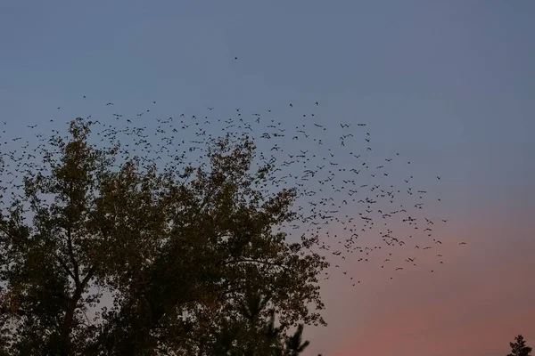Велика Група Мігруючих Птахів Літають Над Лісом — стокове фото