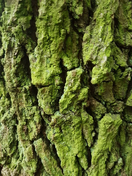 一个垂直的树皮纹理与绿色苔藓在它上面 — 图库照片
