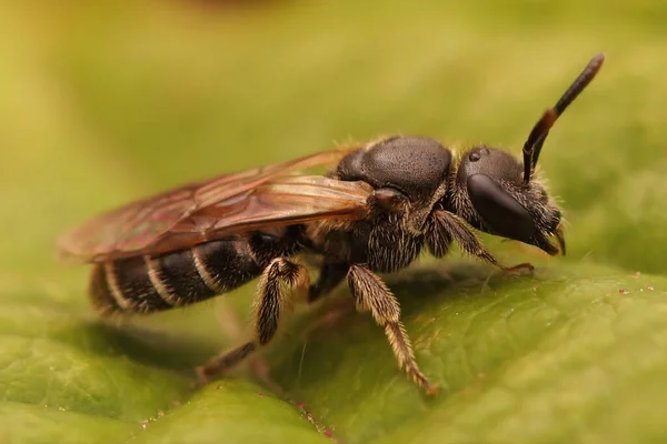 Close Een Vrouwtje Fringed Furrow Bee Lasioglossum Sexstrigatum Zittend Een — Stockfoto