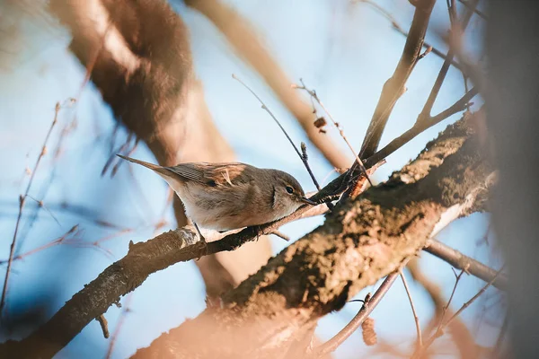 Gorrión Posado Una Rama Árbol —  Fotos de Stock