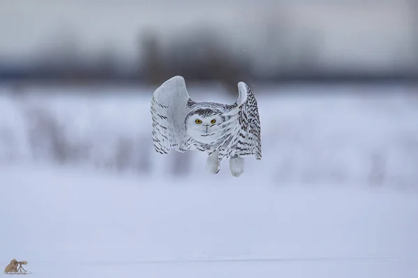 Belo Tiro Uma Coruja Movimento Inverno — Fotografia de Stock