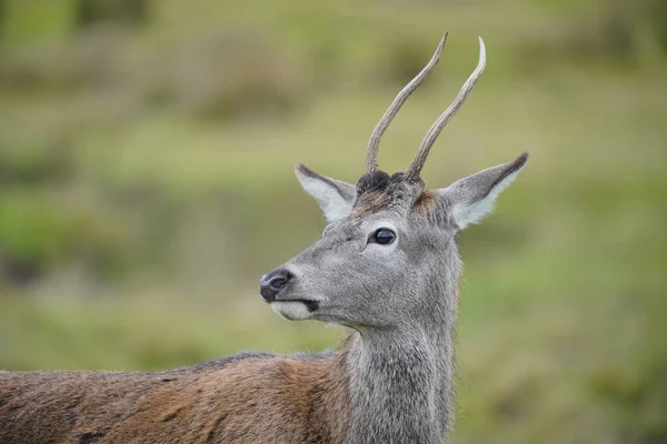 Een Portret Van Een Bukhara Hert Highland Wildlife Park Kincraig — Stockfoto