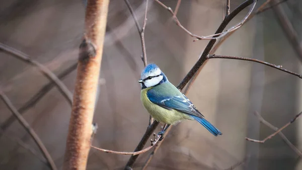 Eurasian Blue Tit Perched Branch — Φωτογραφία Αρχείου