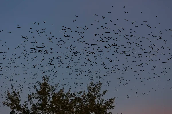 Grande Grupo Aves Migratórias Voando Sobre Uma Floresta — Fotografia de Stock