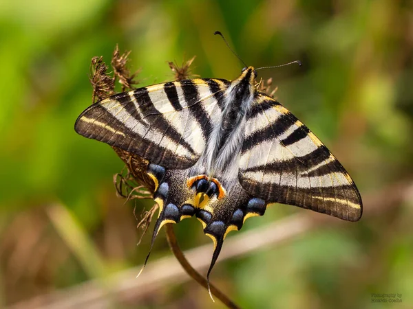 Tiro Close Uma Borboleta — Fotografia de Stock