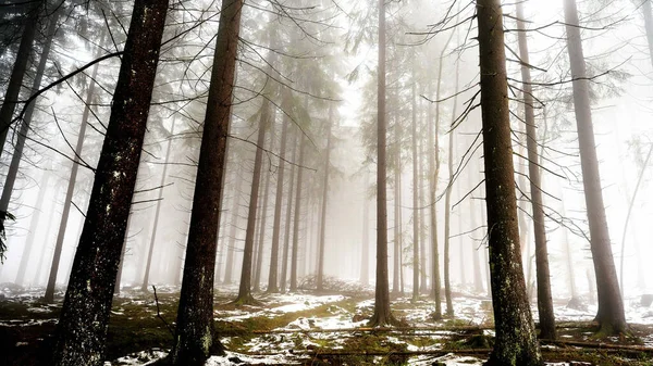Beautiful Shot Foggy Forest — Stock Photo, Image