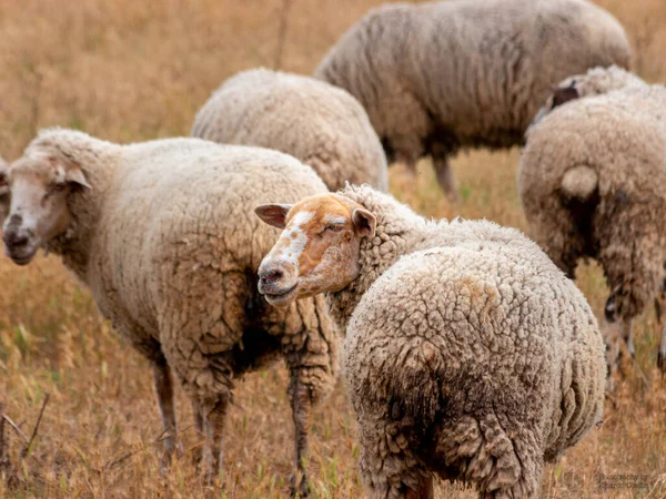野原の羊の放牧 — ストック写真