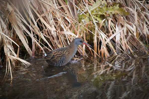 Een Water Spoor Vogel Bij Een Waterplas Nabij Struiken — Stockfoto