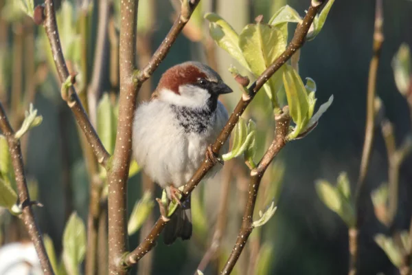 Beautiful Portrait House Sparrow Sitting Branch — Stock Photo, Image