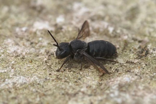 Close Een Kleine Zwarte Bandbij Stelis Met Open Vleugels Uit — Stockfoto