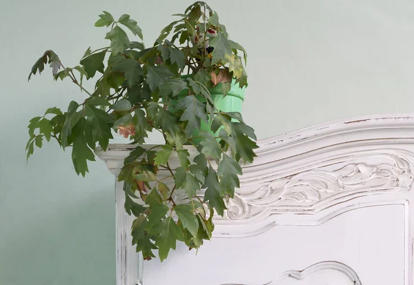 Beyaz Boyalı Provence Tarzı Mobilyaların Köşesini Dekore Eden Bitkisi — Stok fotoğraf