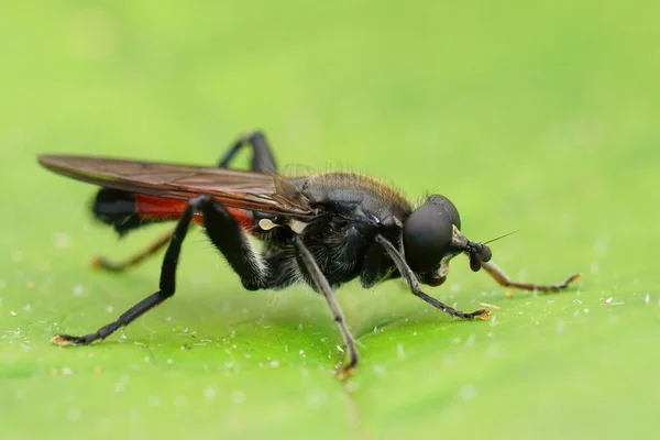 Gros Plan Latéral Détaillé Sur Aéroglisseur Rouge Brachypalpoides Lentus Assis — Photo