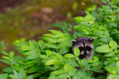 A young raccoon in a green bush clipart