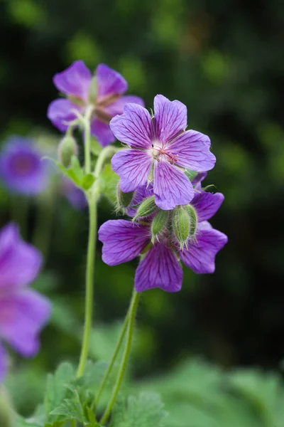 Vertical Shot Beautiful Geranium Blooming Garden — Stock fotografie