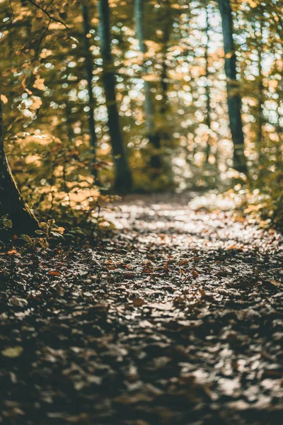 Eine Vertikale Aufnahme Einer Schönen Aussicht Wald Der Herbstzeit Abgefallenes — Stockfoto