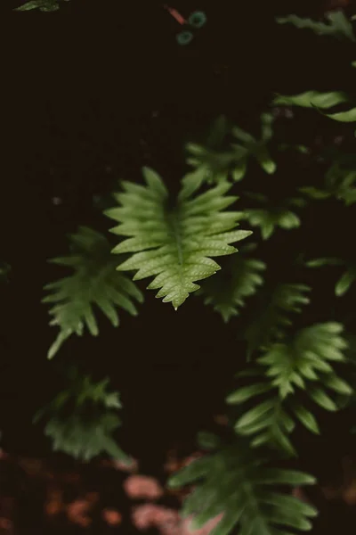 Close Folhas Verdes Uma Floresta Escura — Fotografia de Stock