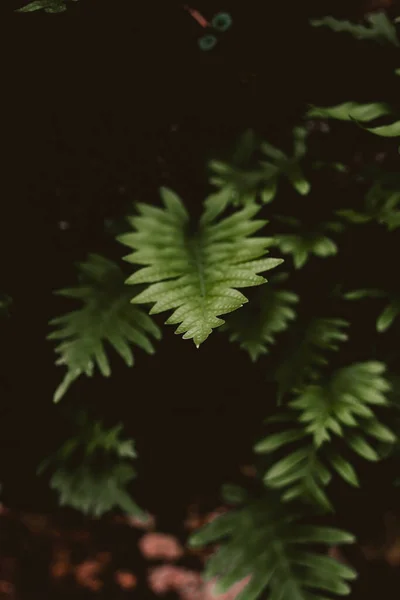 Close Green Leaves Dark Forest — Stock fotografie