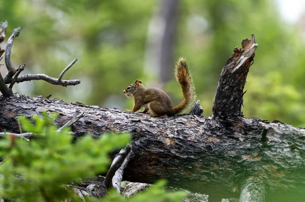 Selective Squirrel Log — Foto Stock