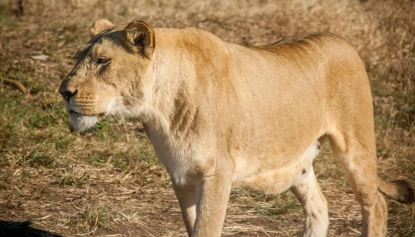 Ein Wunderschöner Majestätischer Löwe Geht Auf Einem Feld — Stockfoto