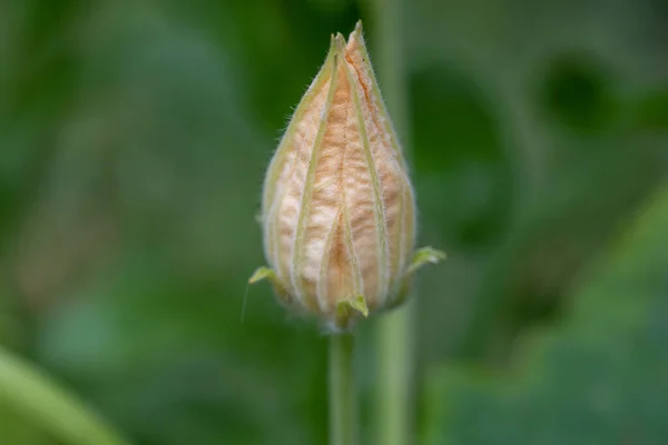 Macro Shot Beautiful Flower Bud Outdoors — Fotografia de Stock