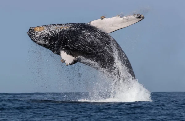 바다에서 헤엄치고 뛰어오르는 고래의 — 스톡 사진