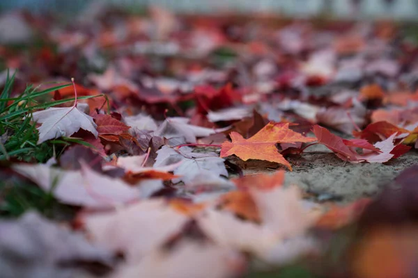 Een Prachtige Macro Focus Van Rode Herfstbladeren Grond Tijdens Herfst — Stockfoto