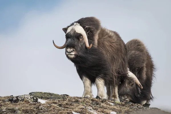 Vue Des Bœufs Musqués Dans Les Montagnes Dovrefjell Norvège — Photo